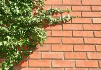 Ivy quickly climbs brick walls.