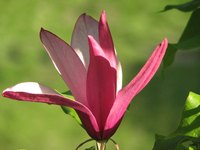 The magnolia is beloved for its beautiful and fragrant flowers.
