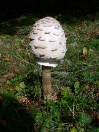 Mushrooms commonly grow in the wild.