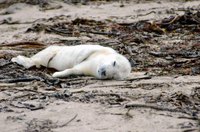 Harp seals start life with white fur.