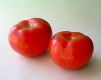 Tomatoes are among the most popular garden vegetables.