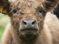 Calves are susceptible to swollen, or woody, tongue.