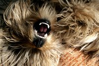Canine teeth and human teeth are made of the same components.