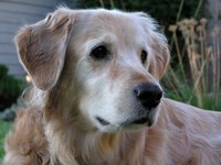 Intermittent diarrhea in dogs can have many causes.