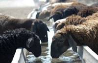 Modern farming operations create wastes that, improperly handled, can be hazardous.