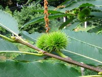 Chestnuts grow in spiky coverings.