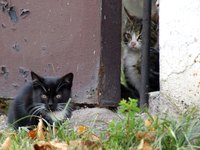 A good caretaker enriches the lives of feral cats.