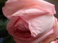 Roses wilt as a symptom of an underlying problem.