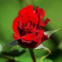 Promote healthy roses with annual, late-winter pruning.
