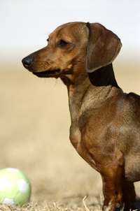 A pet grooming business can be rewarding and fun.