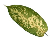Gardeners enjoy the large, variegated leaves of the dumb cane, an easy plant to grow in homes and offices.