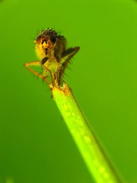 Fleas can live a long time in your house without feeding.