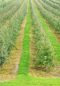 Casoron keeps the ground between crops weed-free.