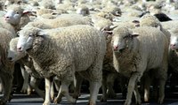 Wool can be composted into beneficial soil.