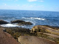 The Atlantic Ocean is home to a wide variety of crabs.