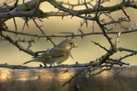 Songbirds eat insects, seeds and fruit.