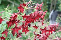 Nicotiana blooms.