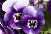 Most pansies have two or more colors on each petal.