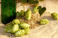 The female cones of hops flavor beer and ale beverages.