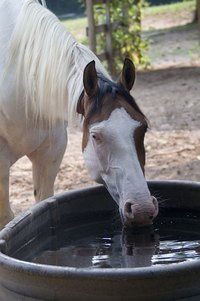 A large horse trough similar to this one can be used as an inexpensive wading pool.