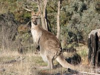 Only wild kangaroos hunted with government approval are used for kangaroo leather.