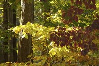 Light exposure can cause a plant to adapt the physical structure of its developing leaves.
