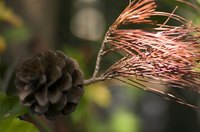 Cedar leaves arrange themselves on branchlets. Branchlets and leaves together are called sprays.