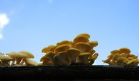 Oyster mushrooms are fragile and require delicate cleaning.
