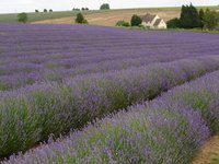 Growing lavender can be financially rewarding.