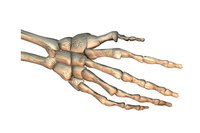 A skeleton hand drawing is complex and simple at the same time.