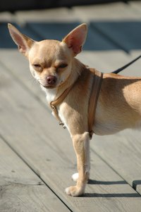 Small, hyperactive dogs can suffer from seizures early in life.