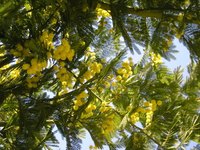 Mimosa trees are popular ornamental trees.