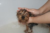 Shaklee Basic H cleans dog fur and helps control fleas.