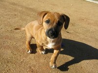 One in four dogs will die from cancer.