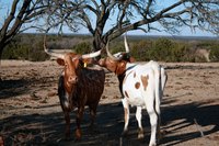 Texas Longhorn cattle thrive in an expansive habitat.