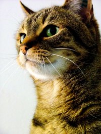Use cat litter around the house.