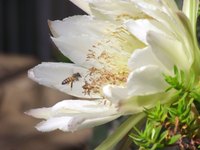 It's debated to this day how "killer" the Africanized bee truly is.