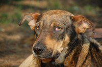 Homeless dogs are often frightened and distrustful of humans.