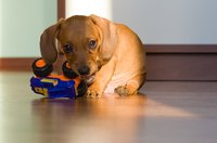 Puppies can have a milk replacement, but not Ensure.