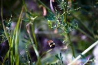 Bees are attracted to the water vapor and smell from hot tubs.