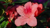 While lovely, azalea bushes can be toxic to dogs.