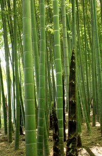 Example of bamboo nodes and internodes
