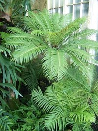 A sunroom can be a great spot for setting up an indoor garden.