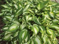 Hostas often have colorful, variegated foliage.