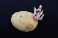 Each potato is equipped to sprout several vines.