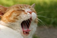 Check your cat's mouth if it seems to be in pain.