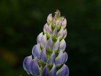 Lupine produces tall, stately flower stalks.