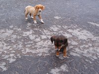 Teach your puppy that playing in the rain is fun.