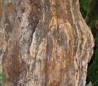 Decaying wood is a sign of rot.