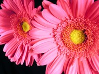 Overwinter Gerbera daisies